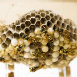 Wat zijn de meest voorkomende wespensoorten?