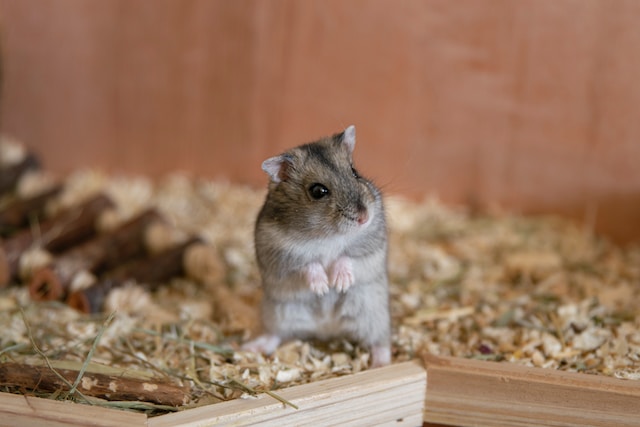 Maak je hamster gelukkig met terrarium mos!