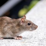 Ratten in de tuin? Tips om dit te voorkomen 